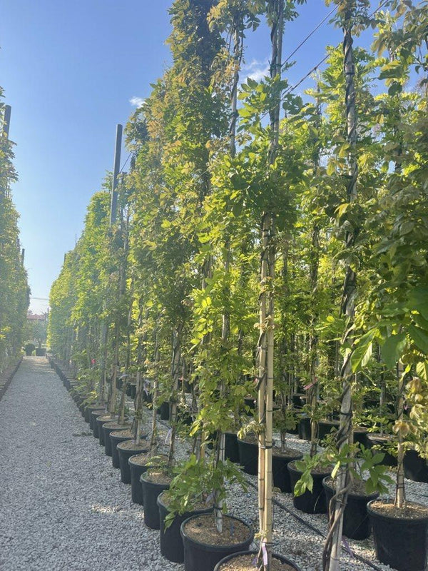 WISTERIA BRACHYBOTRYS SHIRO CAPITAN FUJI Glicine