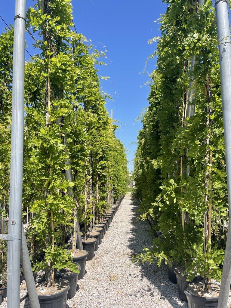 WISTERIA BRACHYBOTRYS SHOWA BENI Glicine
