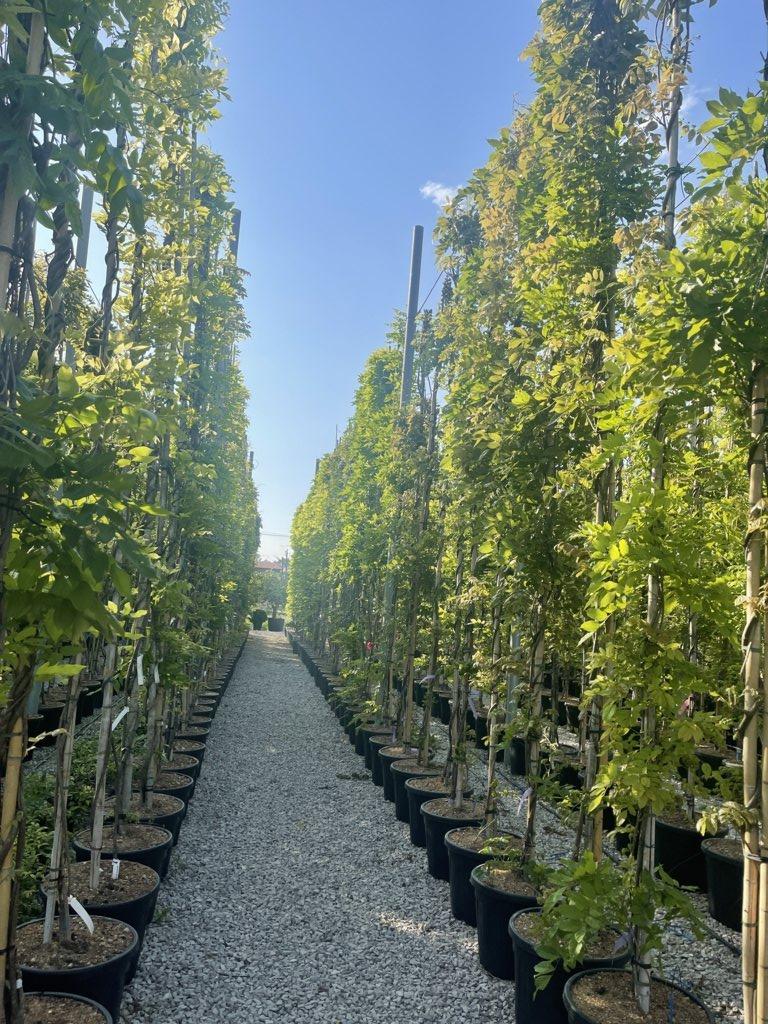 WISTERIA FLORIBUNDA BLACK DRAGON glicine
