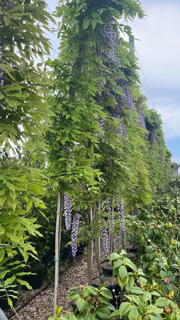 WISTERIA FLORIBUNDA glicine