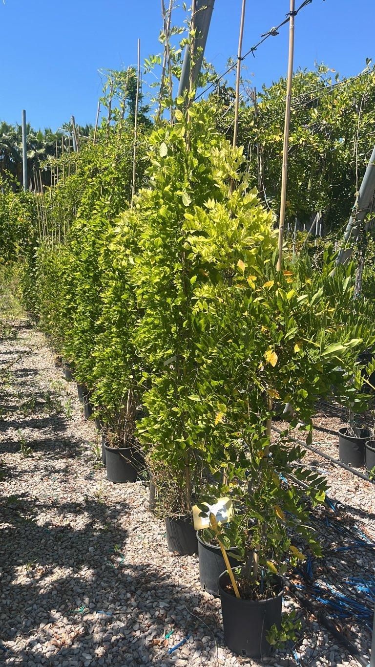 WISTERIA FLORIBUNDA IN VARIETA glicine