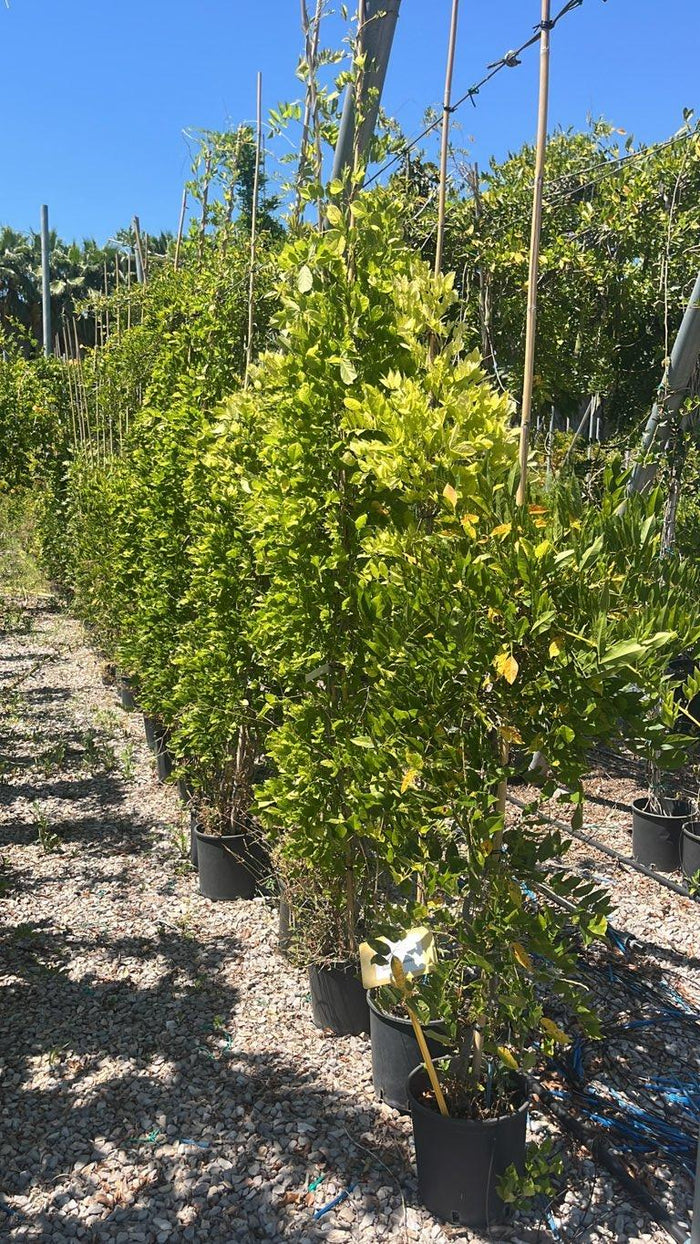 WISTERIA FLORIBUNDA IN VARIETA glicine