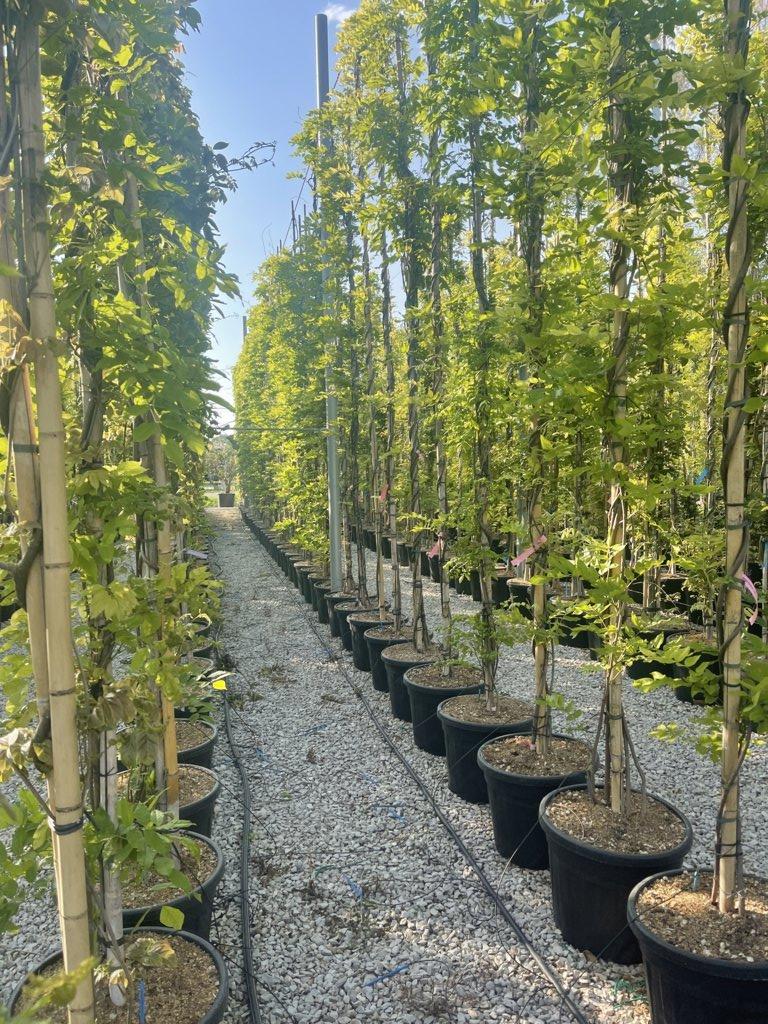 WISTERIA FLORIBUNDA ISSAI glicine