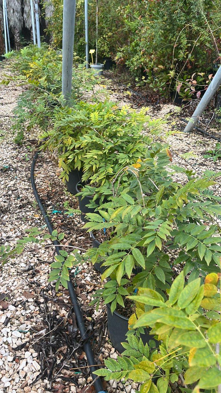 WISTERIA FLORIBUNDA ISSAI glicine