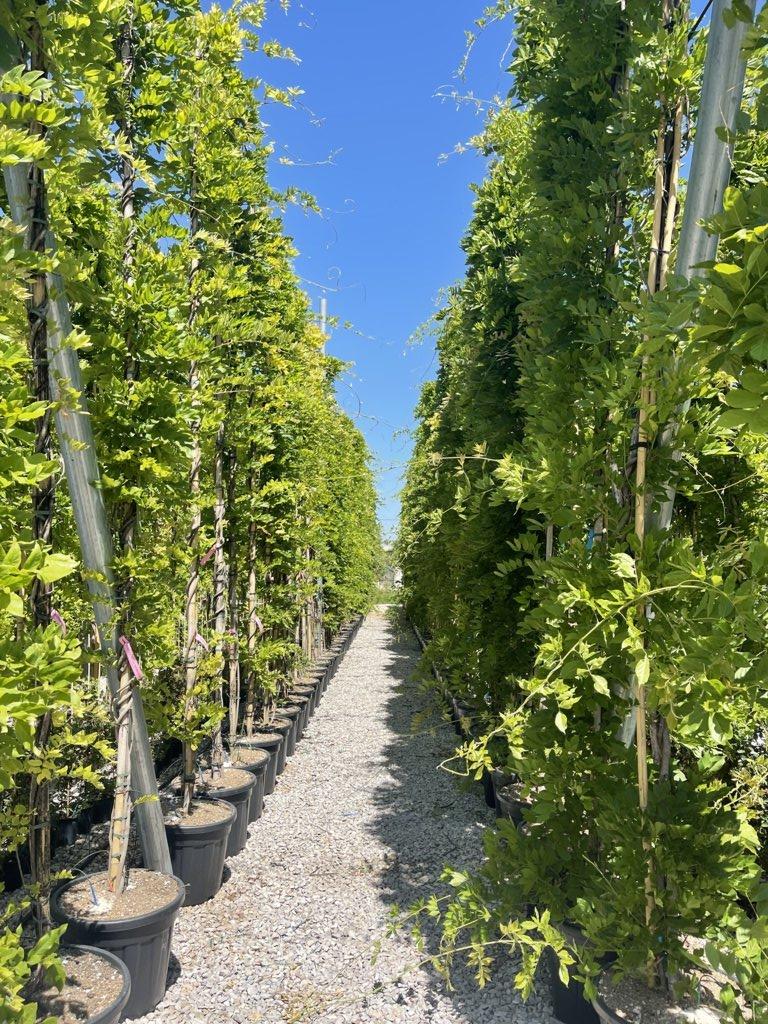 WISTERIA FLORIBUNDA MACROBOTRYS glicine