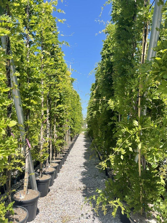 WISTERIA FLORIBUNDA MACROBOTRYS glicine