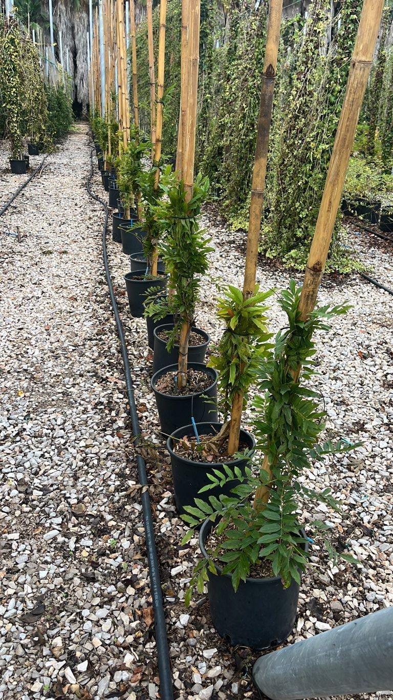 WISTERIA FLORIBUNDA MACROBOTRYS glicine
