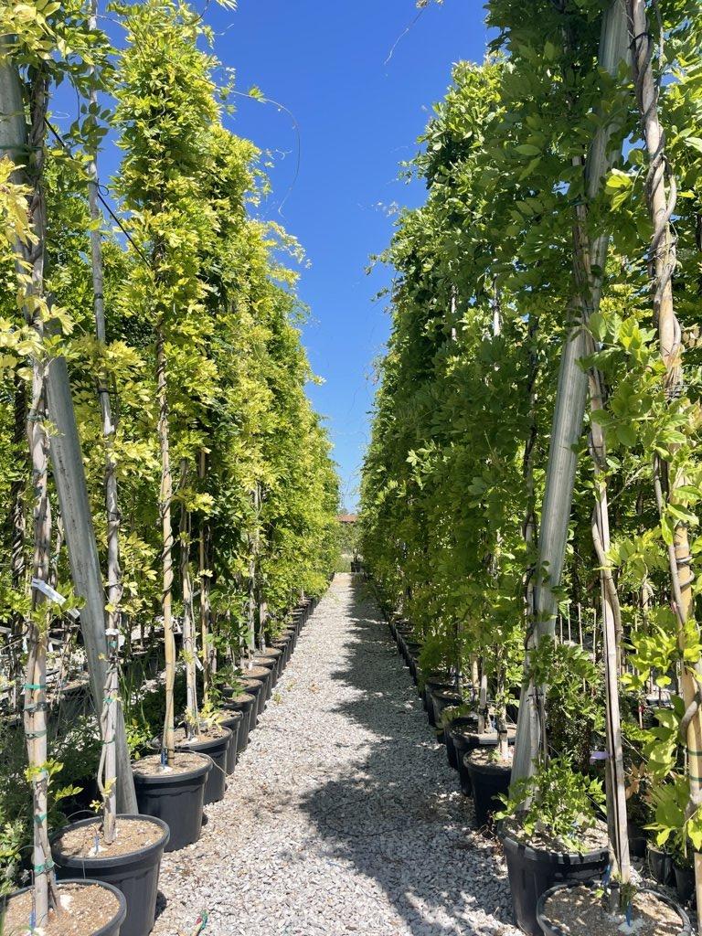 WISTERIA FLORIBUNDA ROSEA glicine