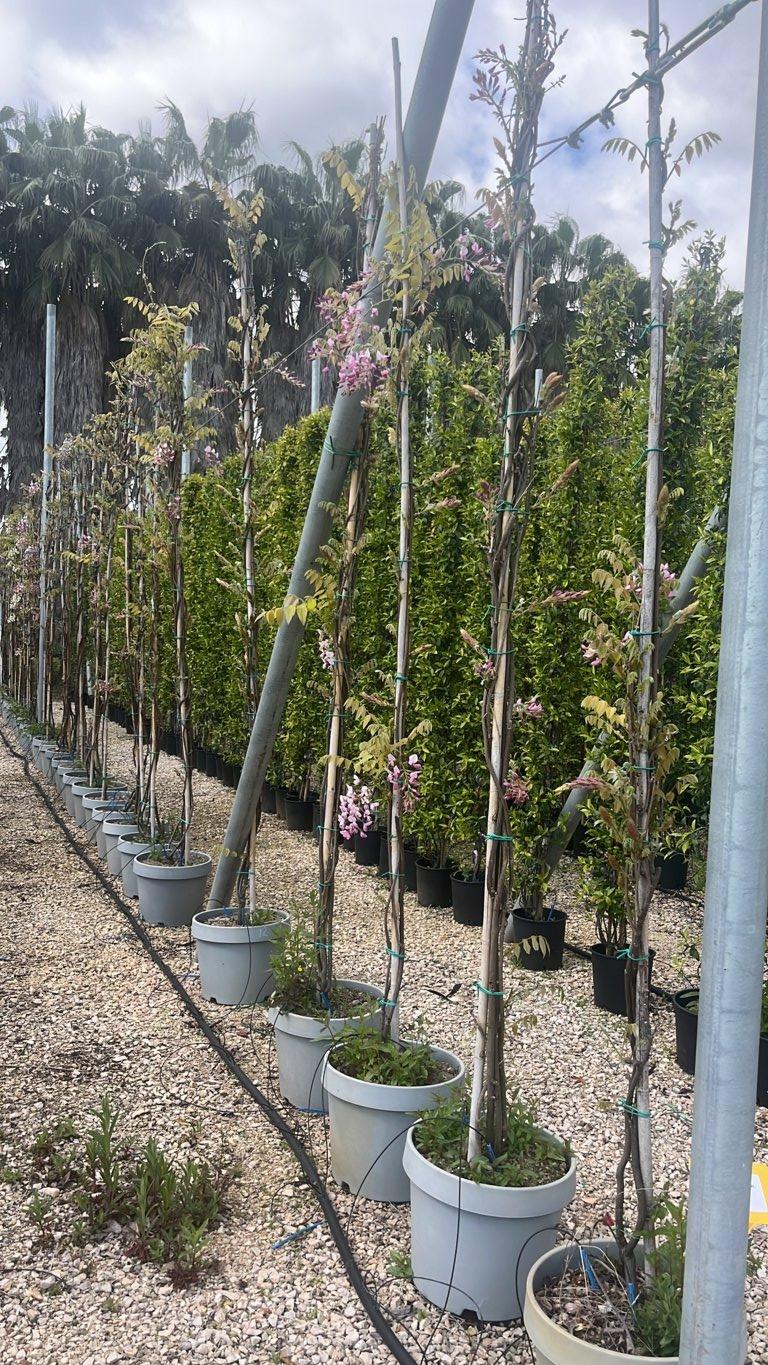 WISTERIA FLORIBUNDA SHOWA BENI glicine
