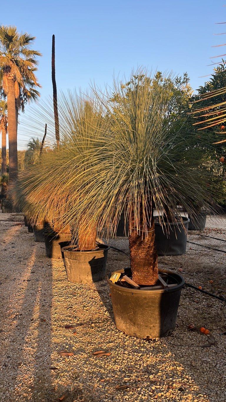 XANTHORRHOEA GLAUCA Pianta del Fuoco