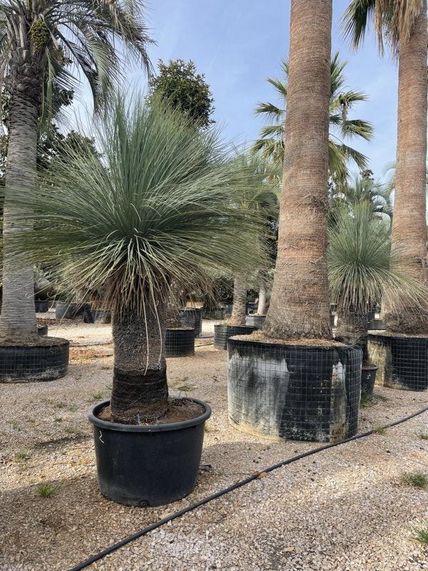 XANTHORRHOEA PREISSII Albero d erba