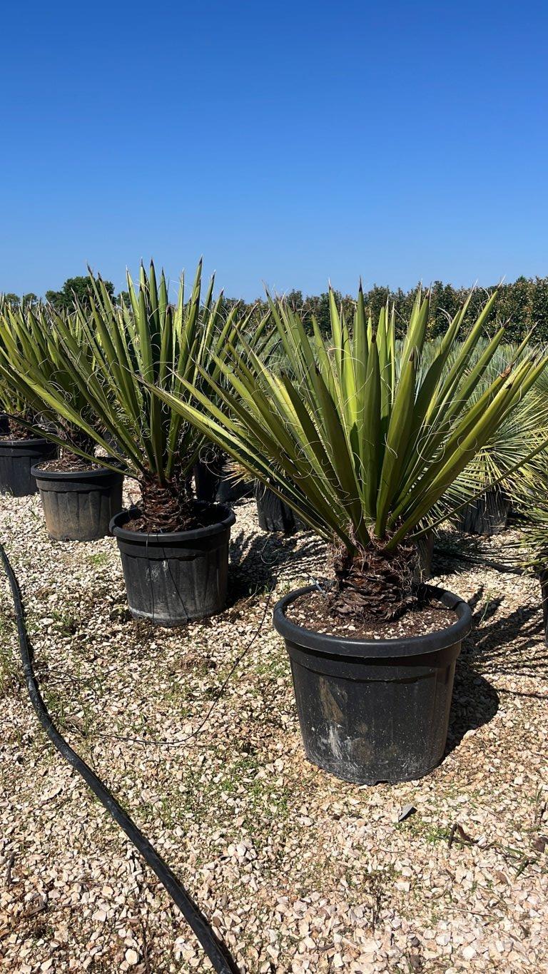 YUCCA CARNEROSANA Yucca