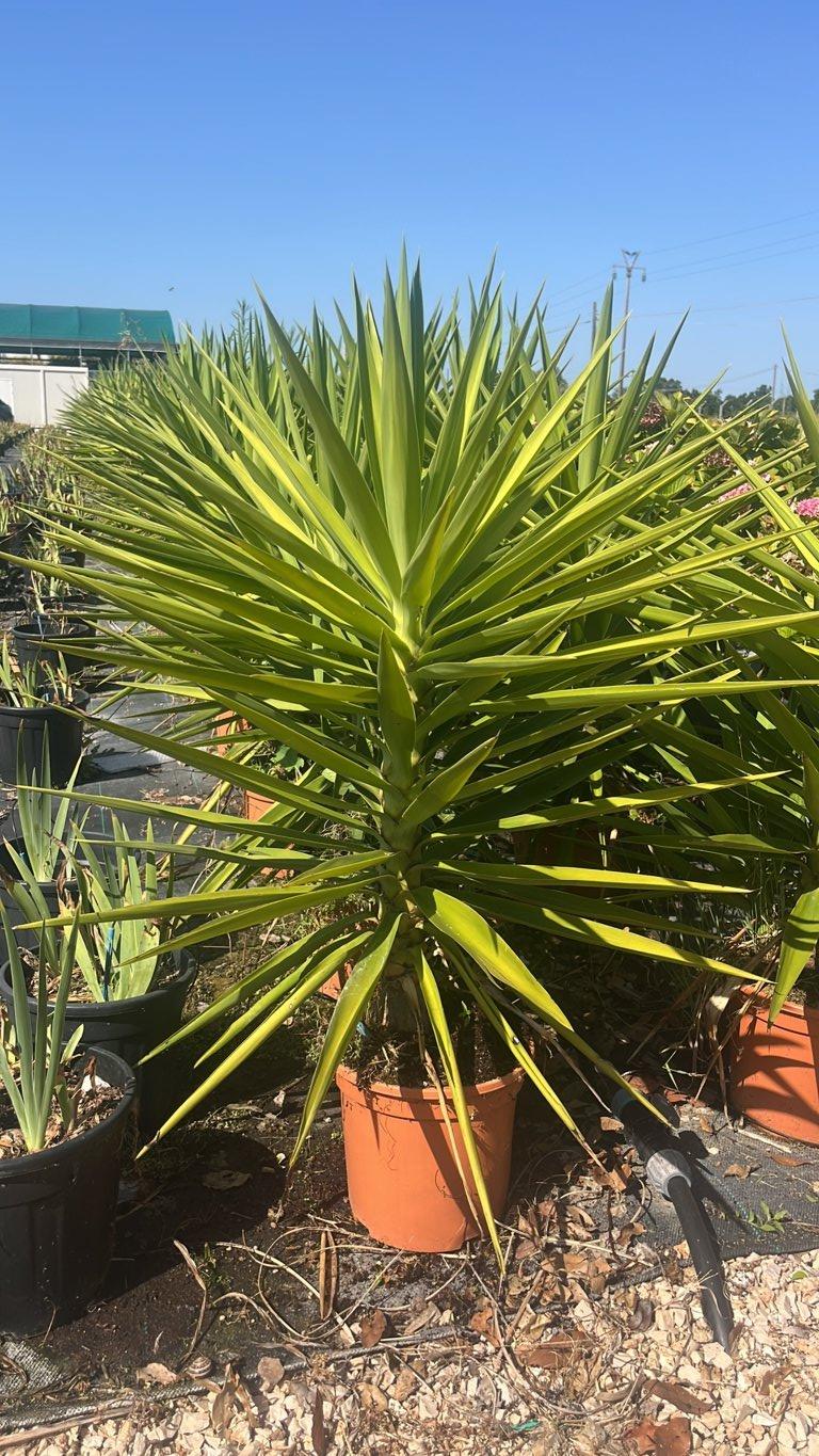 YUCCA ELEPHANTIPES Yucca senza spine / Yucca a foglia morbida