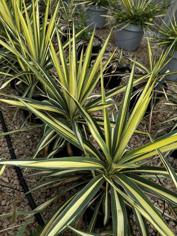 YUCCA FILAMENTOSA BRIGHT EDGE Yucca filamentosa