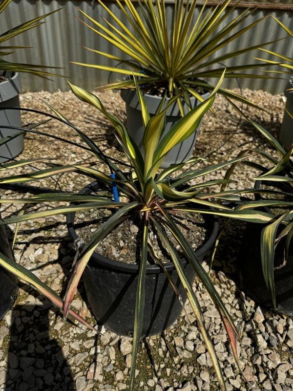 YUCCA FILAMENTOSA COLOR GUARD Yucca filamentosa