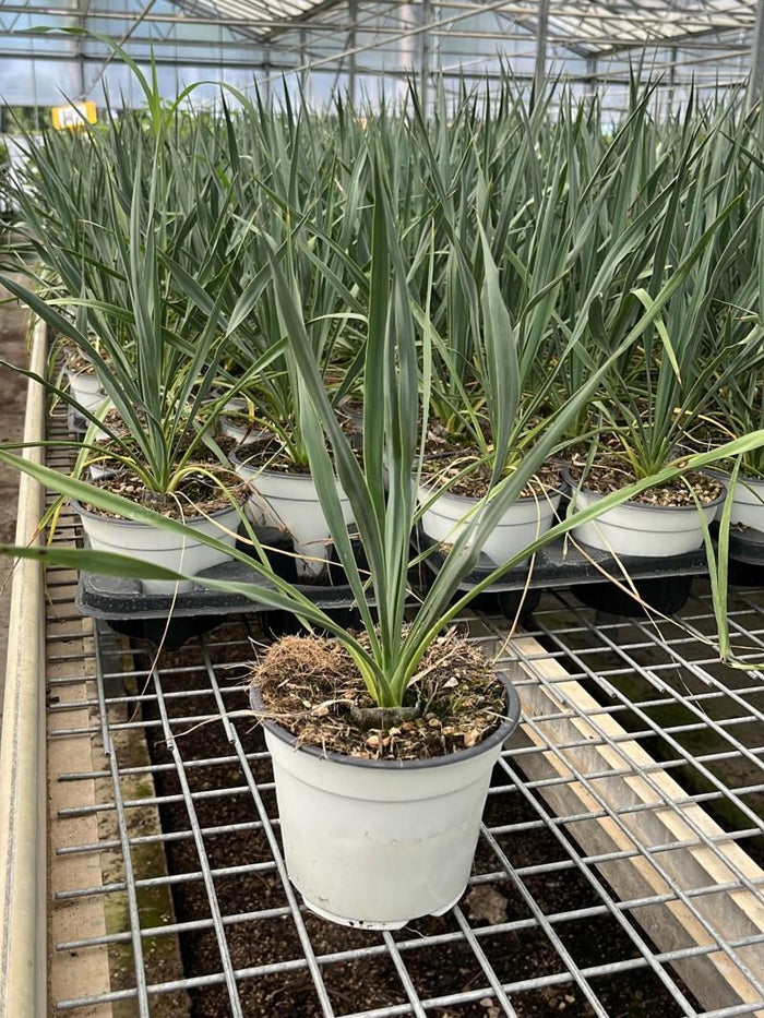 YUCCA FILAMENTOSA FRENCH FLAG Yucca filamentosa