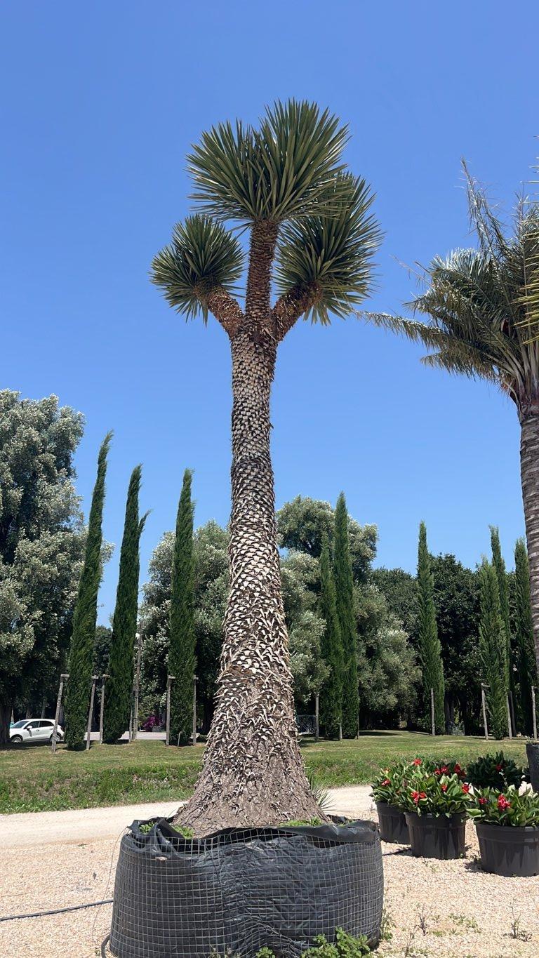 YUCCA FILIFERA Yucca