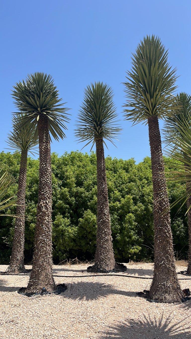 YUCCA FILIFERA Yucca