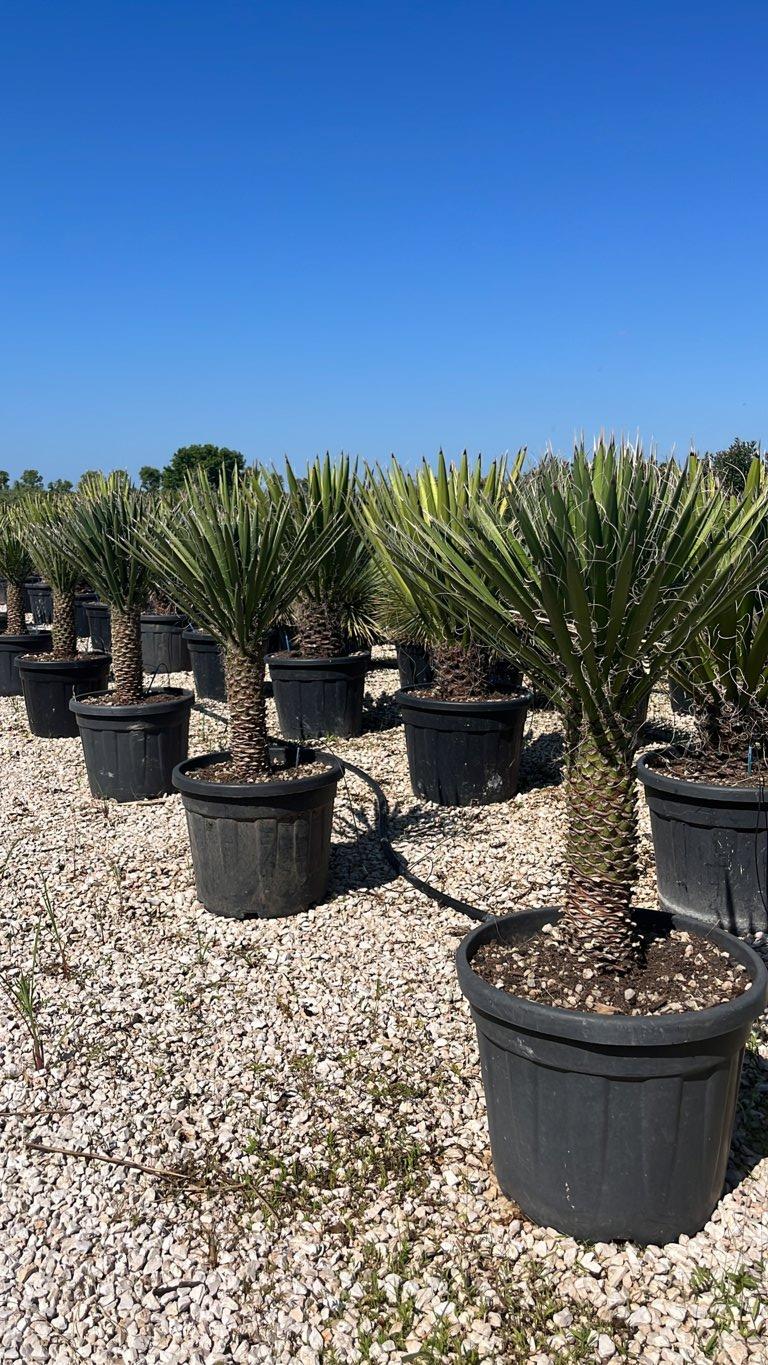 YUCCA FILIFERA Yucca