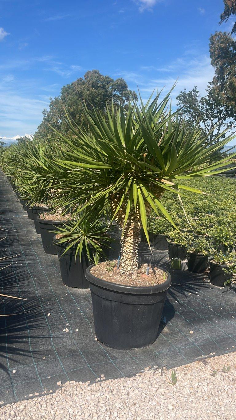 YUCCA GLORIOSA Yucca