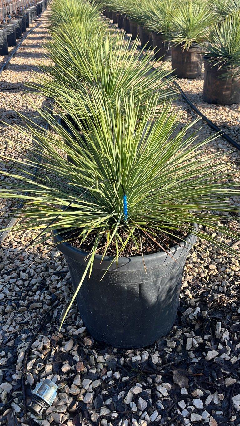 YUCCA LINEARIFOLIA CLARY Yucca a foglie lineari