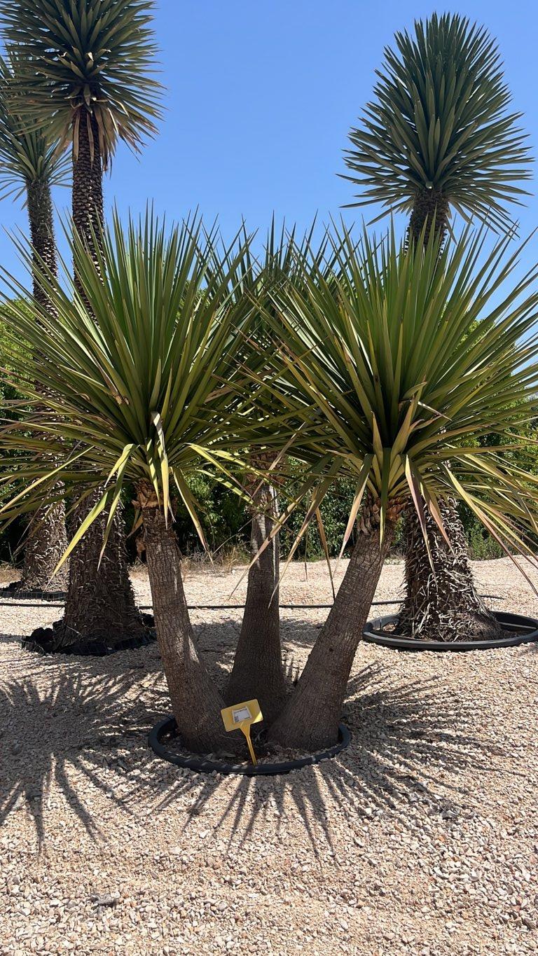 YUCCA MIXTECANA Yucca mixtecana
