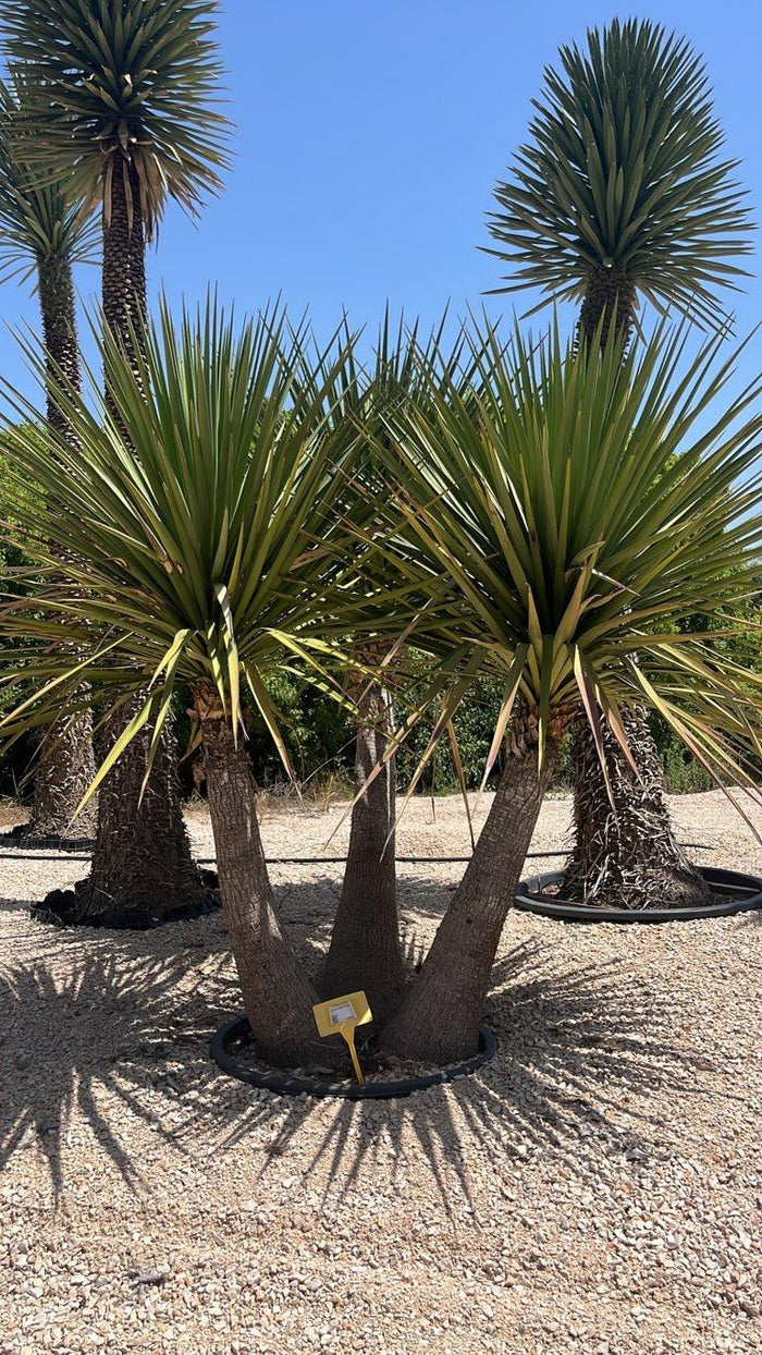 YUCCA MIXTECANA Yucca mixtecana