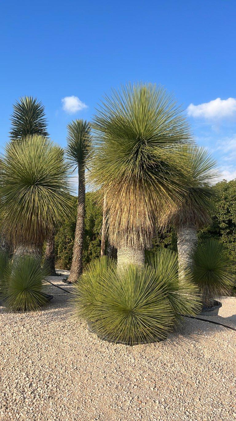 YUCCA QUERETAROENSIS Yucca queretaroensis