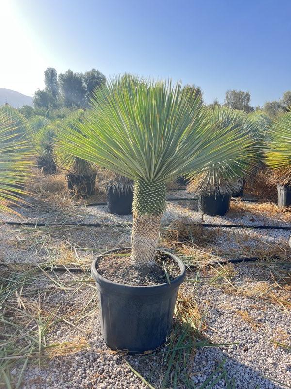 YUCCA ROSTRATA