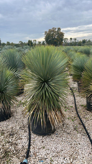 YUCCA ROSTRATA yucca blu