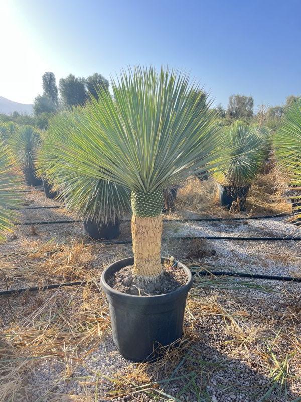 YUCCA ROSTRATA yucca blu