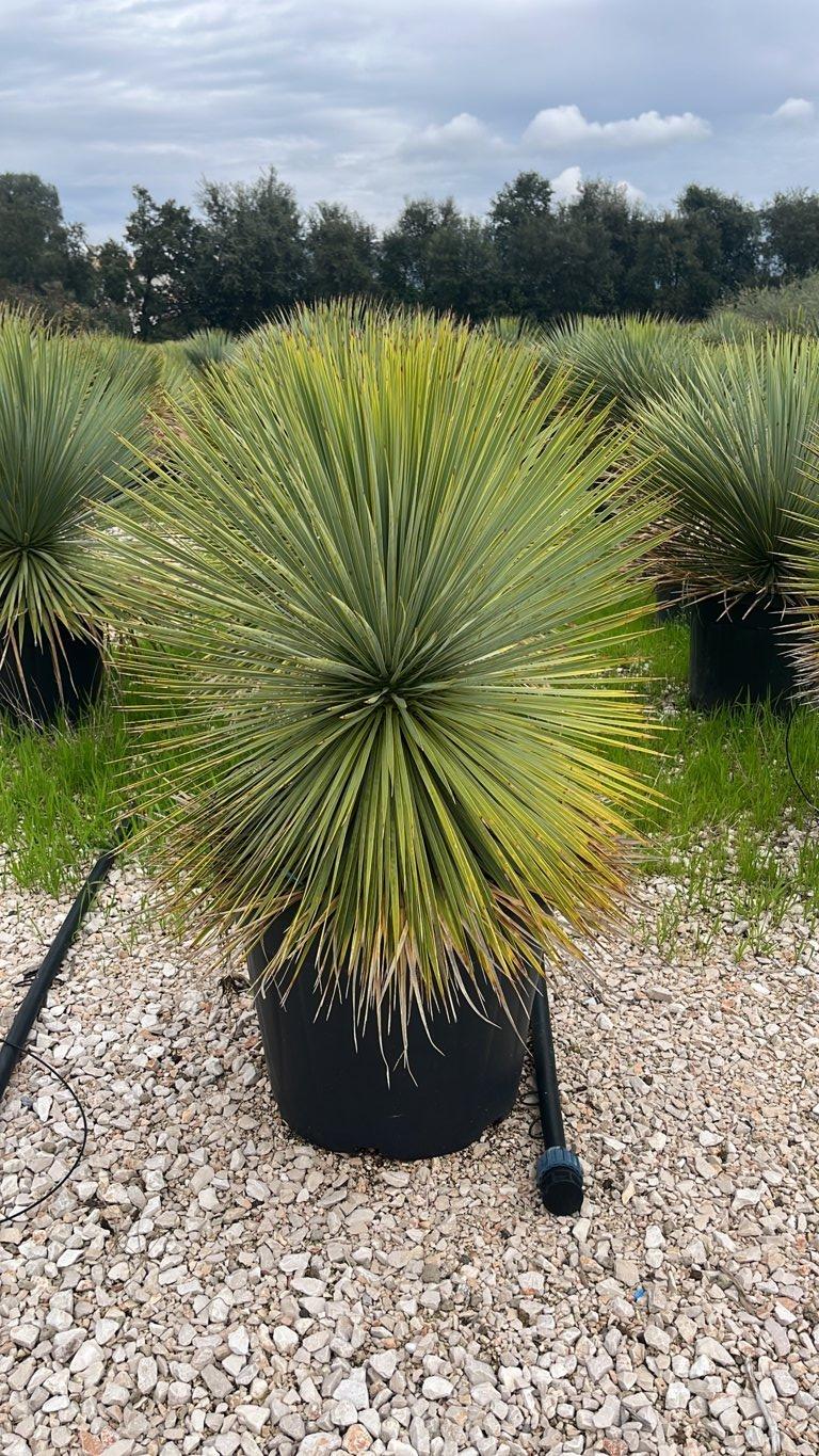 YUCCA ROSTRATA yucca blu