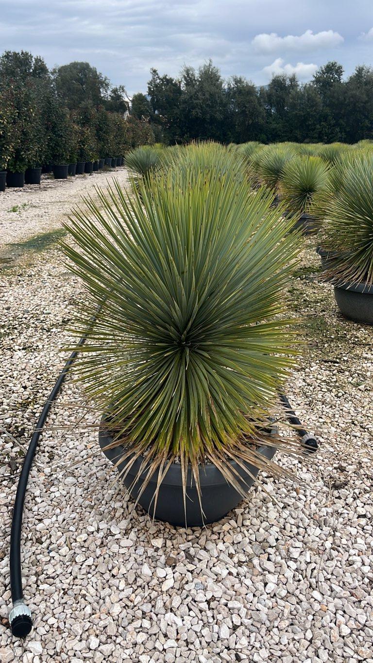 YUCCA ROSTRATA yucca blu