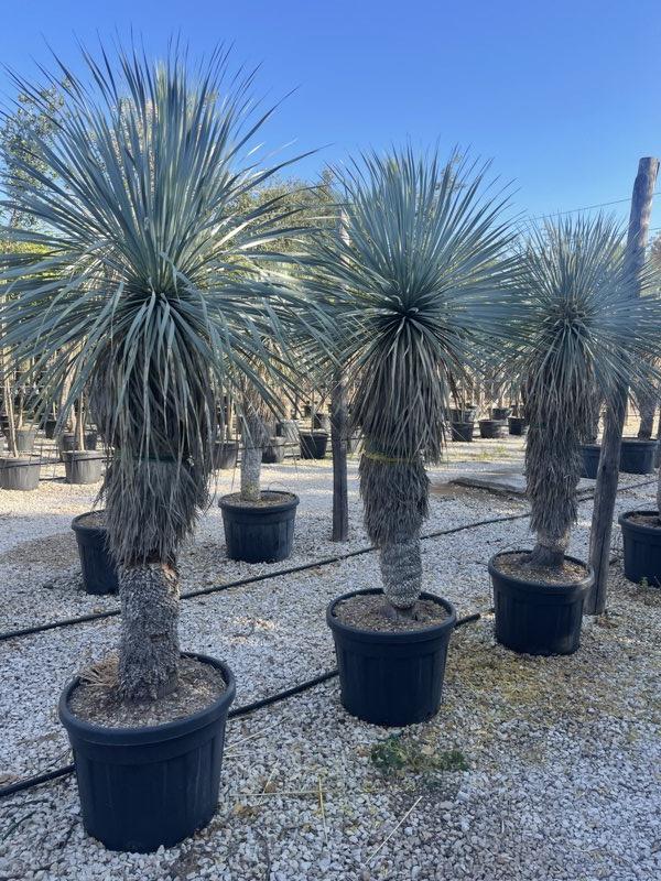 YUCCA ROSTRATA yucca blu