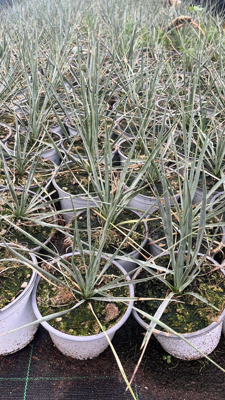 YUCCA ROSTRATA yucca blu