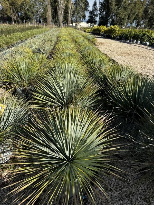 YUCCA ROSTRATA yucca blu