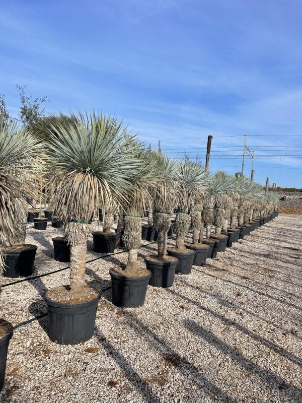 YUCCA ROSTRATA yucca blu