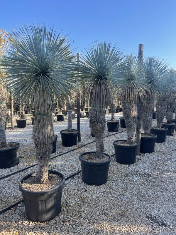 YUCCA ROSTRATA yucca blu
