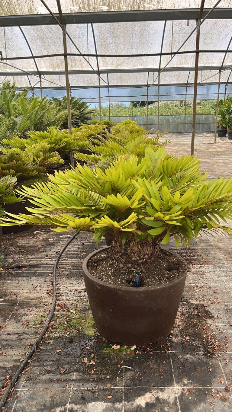 ZAMIA FURFURACEA Zamia