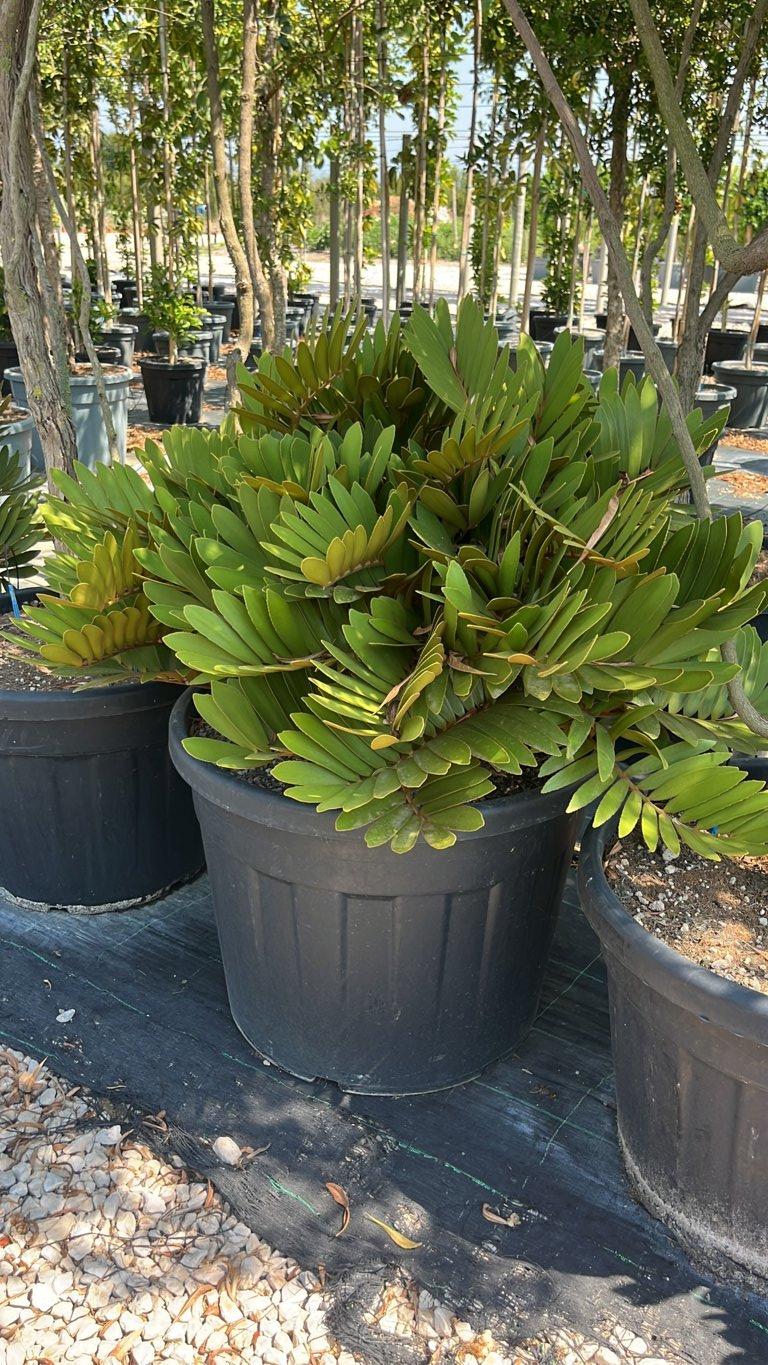 ZAMIA FURFURACEA Zamia