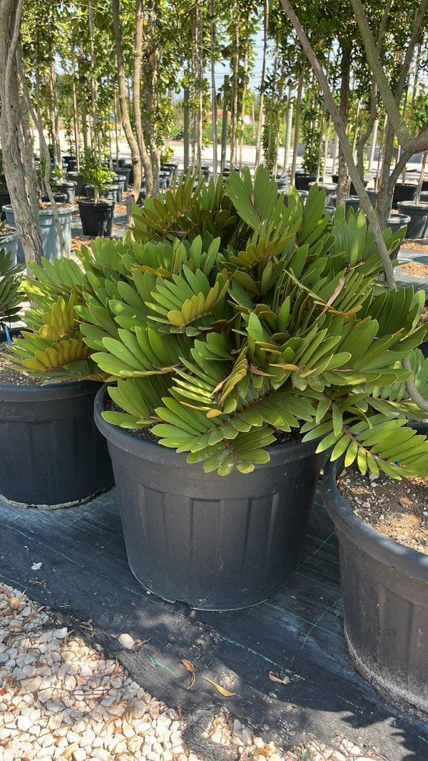ZAMIA FURFURACEA Zamia