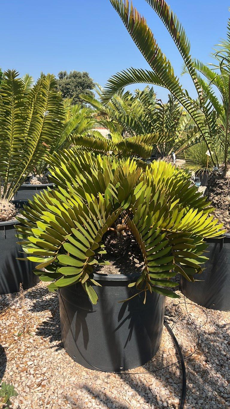 ZAMIA FURFURACEA Zamia