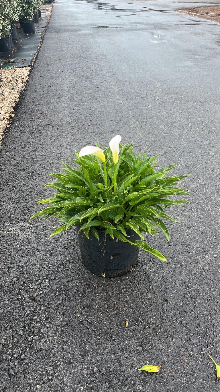 ZANTEDESCHIA AETHIOPICA Calla