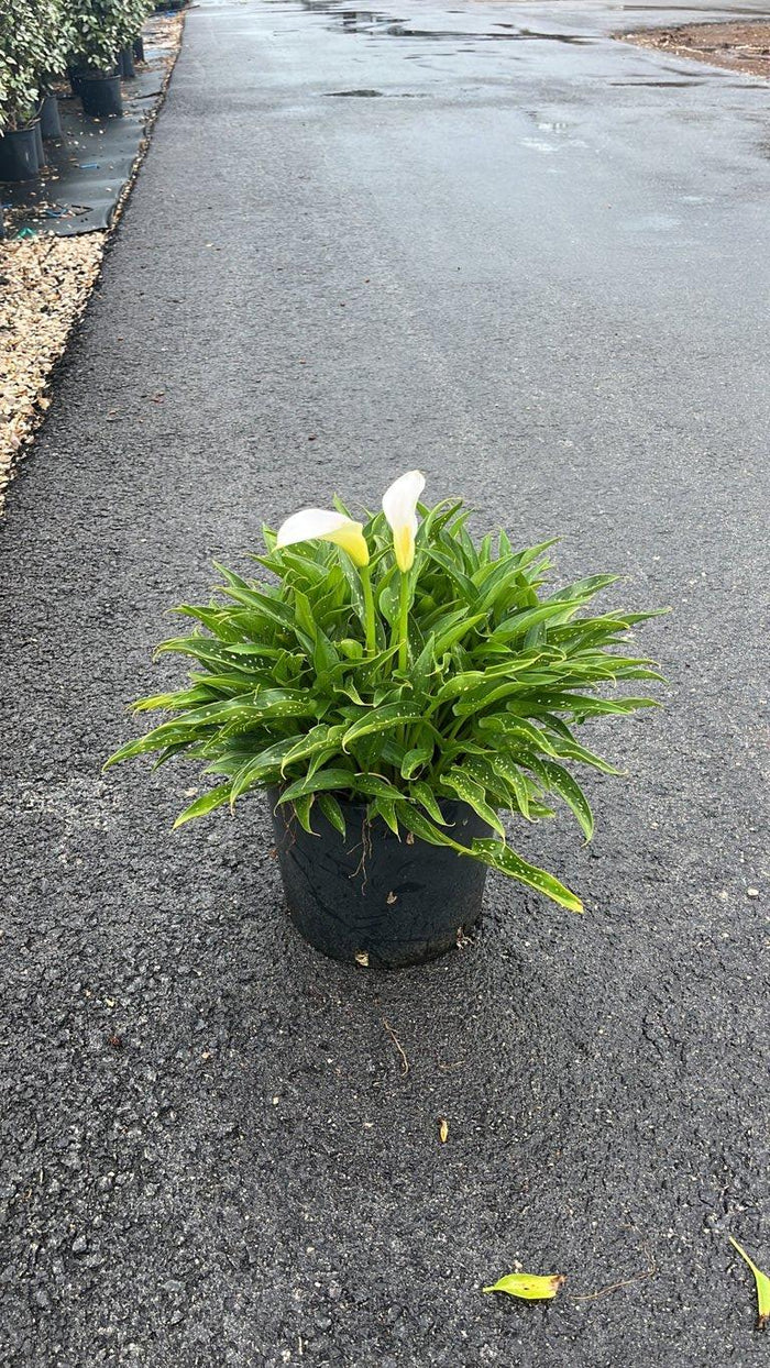 ZANTEDESCHIA AETHIOPICA Calla