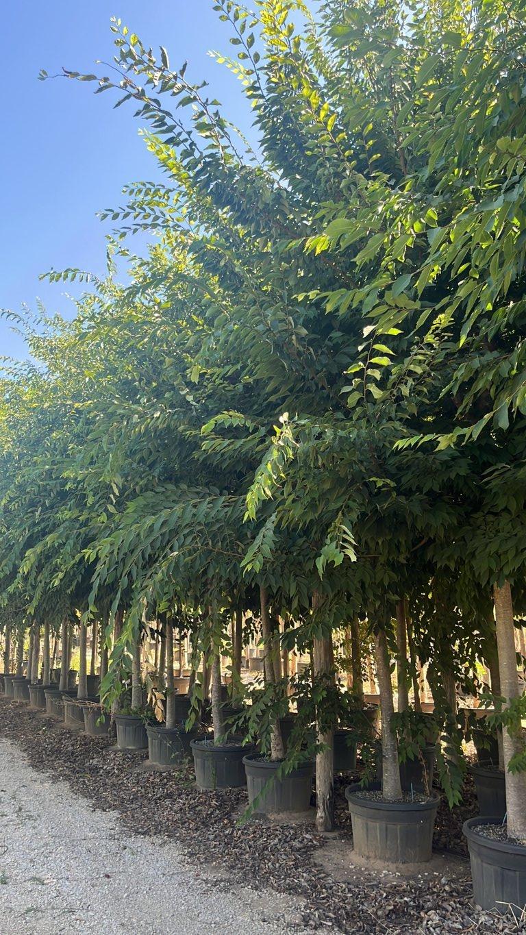 ZELKOVA SERRATA Zelkova giapponese