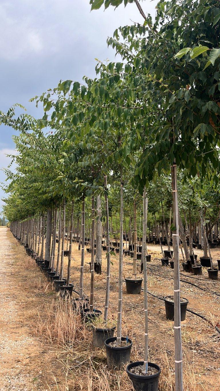 ZELKOVA SERRATA Zelkova giapponese