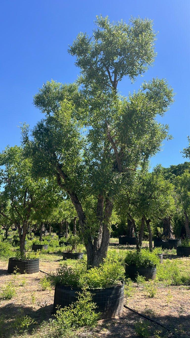 ZIZIPHUS ZIZIPHUS Giuggiolo