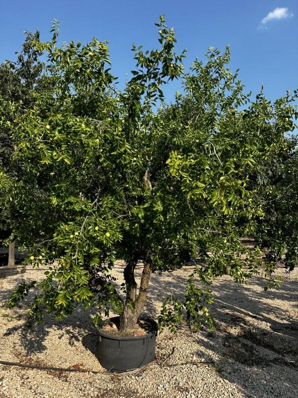 ZIZIPHUS ZIZIPHUS Giuggiolo