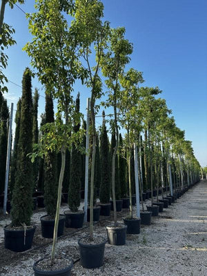 CINNAMOMUM CAMPHORA