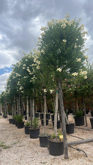 NERIUM OLEANDER